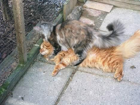 Maine Coon Felsted ´s Kiara billede 6