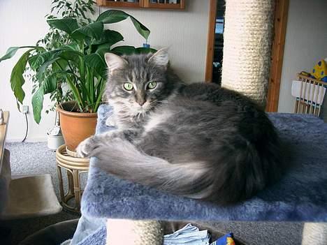 Maine Coon Lucy billede 6