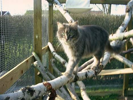 Maine Coon Lucy billede 7