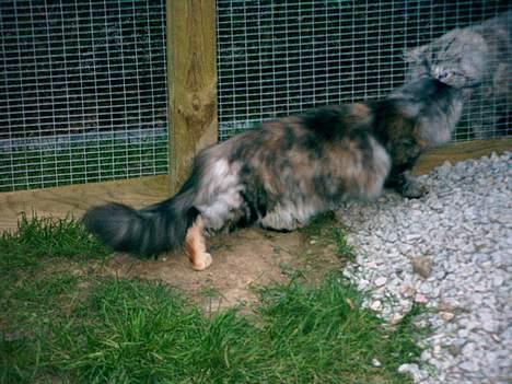 Maine Coon Felsted ´s Kiara billede 7