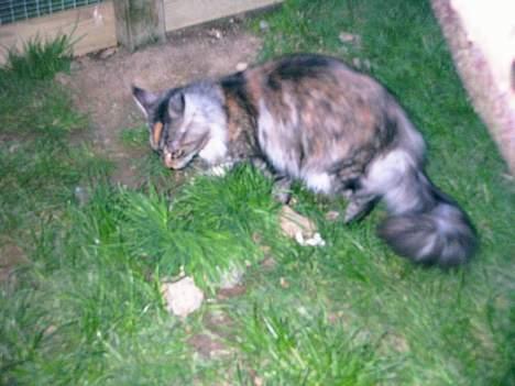 Maine Coon Felsted ´s Kiara billede 8