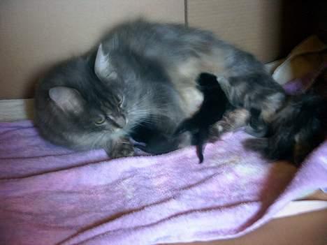 Maine Coon Lucy billede 8