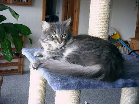Maine Coon Lucy billede 9