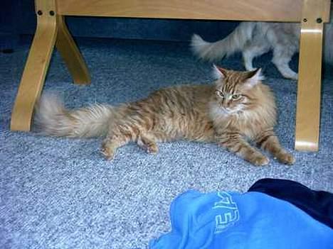 Maine Coon Tabasco billede 1