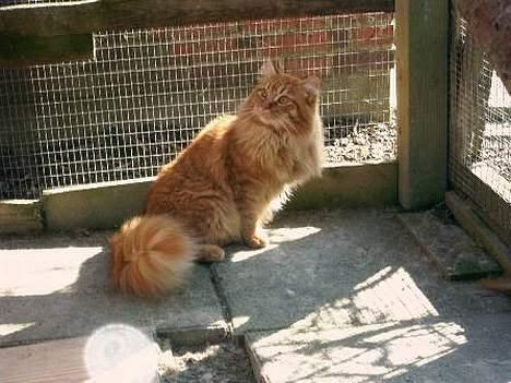 Maine Coon Tabasco billede 2