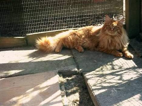Maine Coon Tabasco billede 3