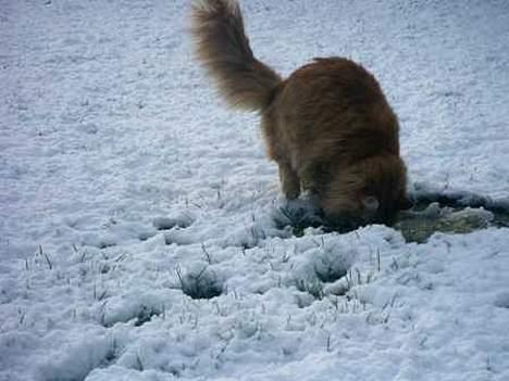 Maine Coon Tabasco billede 4