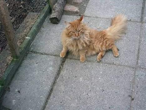 Maine Coon Tabasco billede 5
