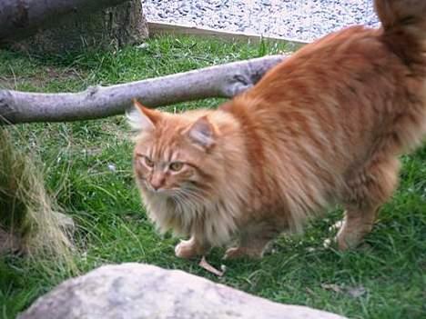 Maine Coon Tabasco billede 6