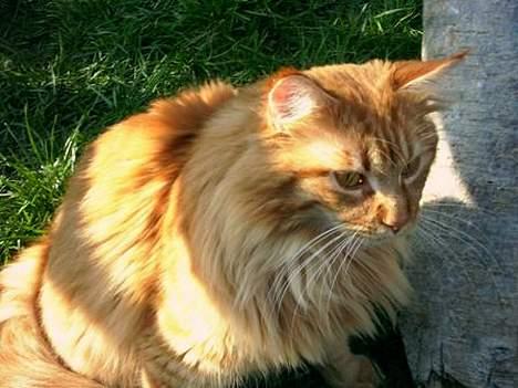 Maine Coon Tabasco billede 7