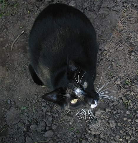 Blanding af racer Pixi - Heej Hej :)Hva så ?!(Fotograf: Lena E) billede 6