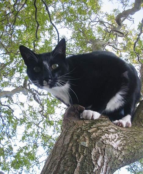 Blanding af racer Pixi - Kikker lige stadig heroppe. (Fotograf: Lena E) billede 7