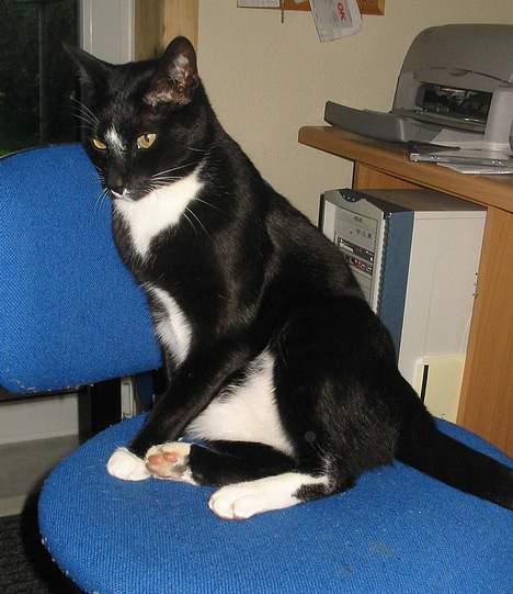 Blanding af racer Pixi - Her sidder jeg lige og slanker mig. ArrgH (Fotograf: Lena E) billede 8