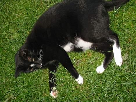 Blanding af racer Pixi - Her er jeg lige faldet om på græsset. Det blev sku for stressende, tager lige en pause !(Fotograf: Lena E) billede 9