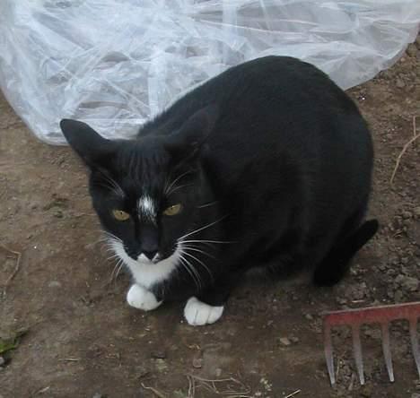 Blanding af racer Pixi - :D Jaa, bare sidde i fred og ro... Det er livet. Haaarh (Fotograf: Lena E) billede 10