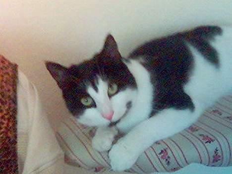 Blanding af racer Mille - hvad? billede 11