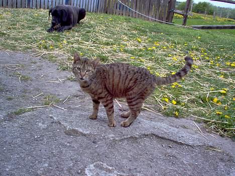 Blanding af racer Gråmis! (missemor) *DØD* billede 1