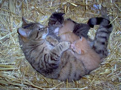 Blanding af racer Gråmis! (missemor) *DØD* billede 2