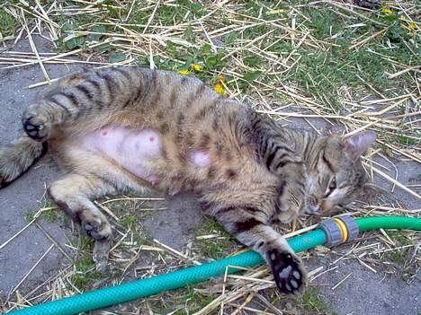 Blanding af racer Gråmis! (missemor) *DØD* billede 3