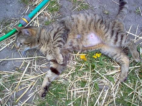 Blanding af racer Gråmis! (missemor) *DØD* billede 4