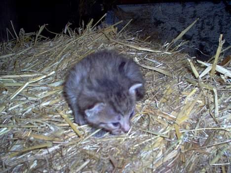 Blanding af racer Gråmis! (missemor) *DØD* billede 5