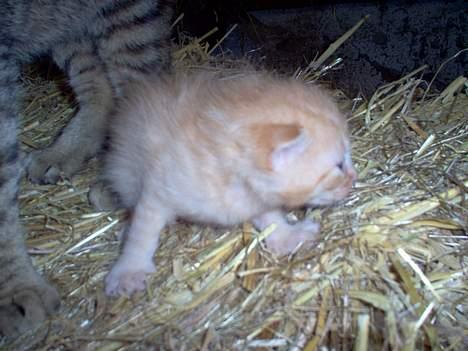 Blanding af racer Gråmis! (missemor) *DØD* billede 6