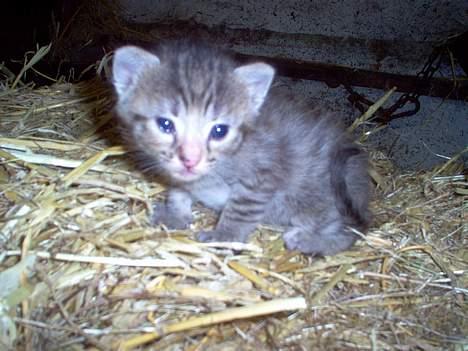 Blanding af racer Gråmis! (missemor) *DØD* billede 7