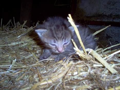 Blanding af racer Gråmis! (missemor) *DØD* billede 8