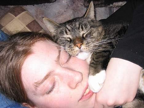 Blanding af racer / Maine Coon Tjalfe DØD - NYT! Så bliver der lige hyggesovet. billede 12