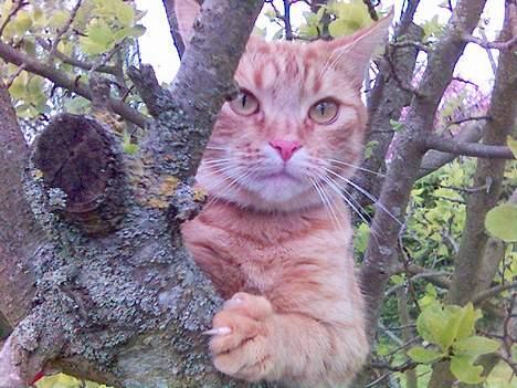 Blanding af racer Ginny billede 11