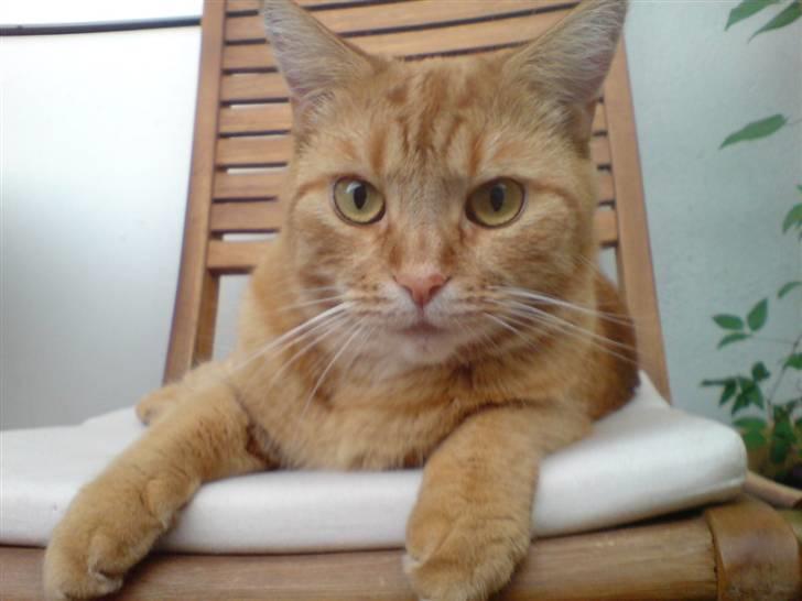 Blanding af racer Ginny billede 12