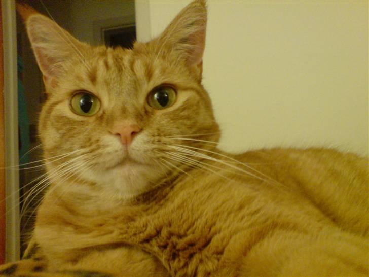 Blanding af racer Ginny billede 13