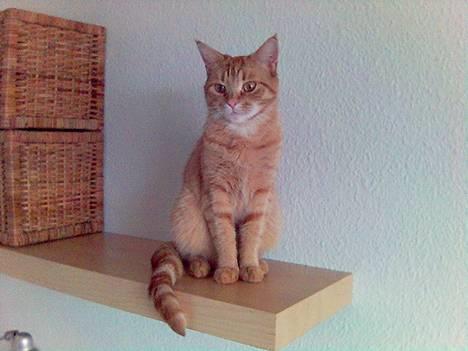 Blanding af racer Ginny billede 14