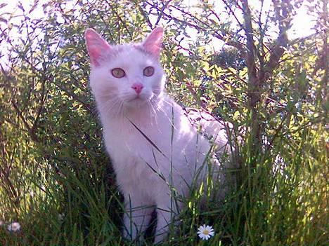 Huskat Bettemis billede 1