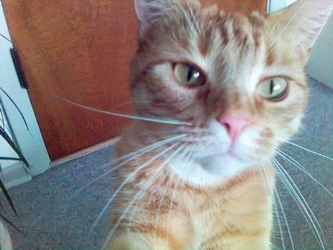 Blanding af racer Ginny billede 15