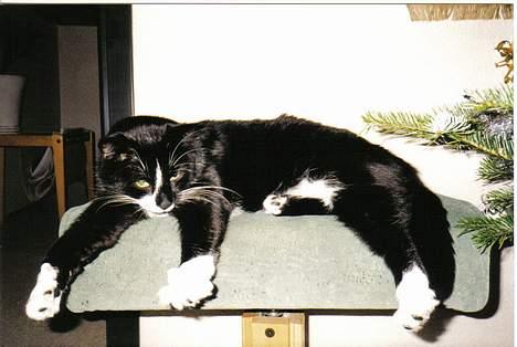 Huskat Gizmo billede 11