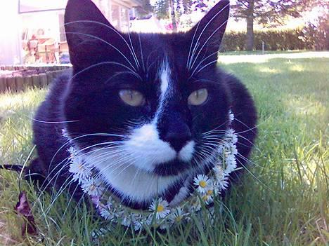 Huskat Gizmo billede 13