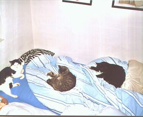 Blanding af racer Mira<3(måske død):(  - Mig og mine venner sover |-) billede 6