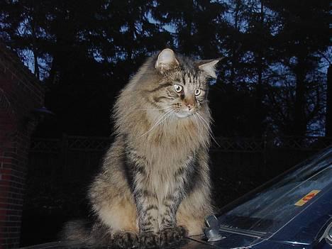 Maine Coon Tiger - Tiger sidder lige på mors bil <3 billede 1