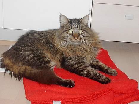 Maine Coon Tiger - Tiger har sørme lige fundet et godt tæppe :D billede 2