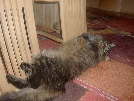 Maine Coon Tiger - Tiger ! billede 3