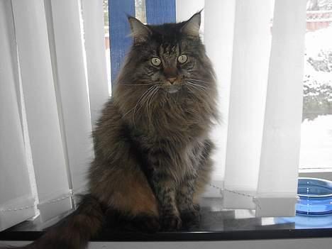 Maine Coon Tiger billede 4