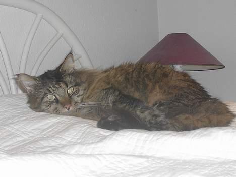 Maine Coon Tiger - Tiger <3 billede 5