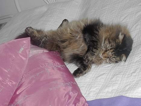 Maine Coon Tiger - Tiger <3 billede 6