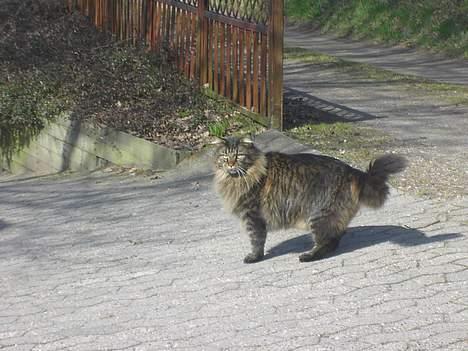 Maine Coon Tiger - Tiger ! billede 7