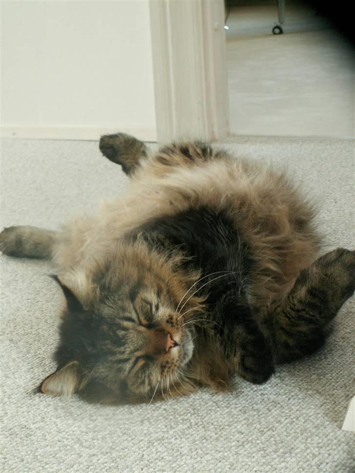 Maine Coon Tiger - Tiger <3 billede 9