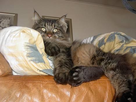 Maine Coon Tiger billede 10