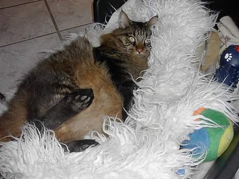 Maine Coon Tiger - Den store missekat, Tiger <3 billede 11