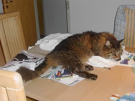 Maine Coon Tiger billede 12