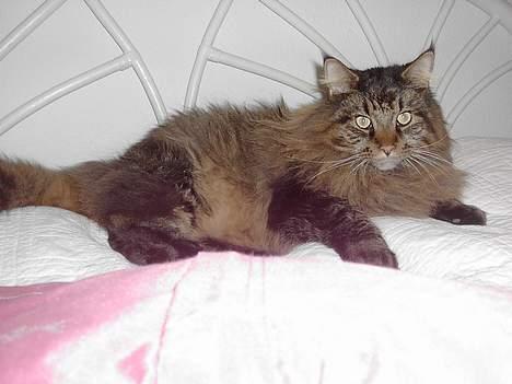 Maine Coon Tiger billede 13